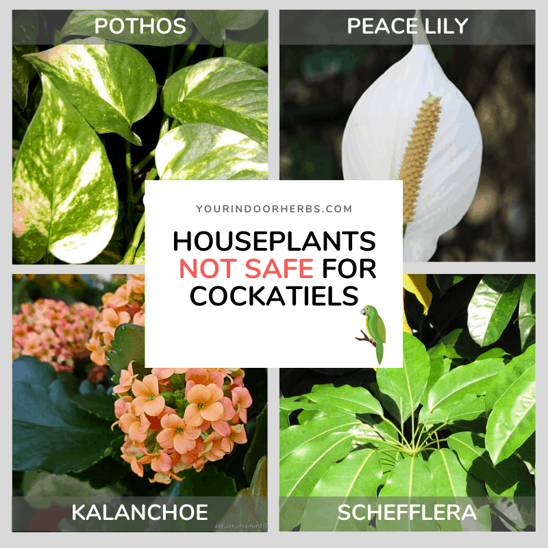 3 Herbs (and 15 Houseplants) Not Safe For Your Cockatiel Your Indoor