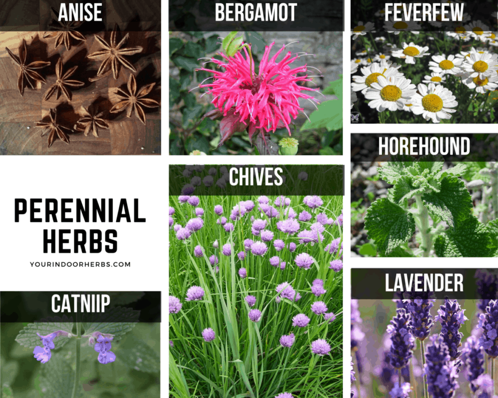 how-long-do-your-herbs-last-perennial-vs-annual-your-indoor-herbs