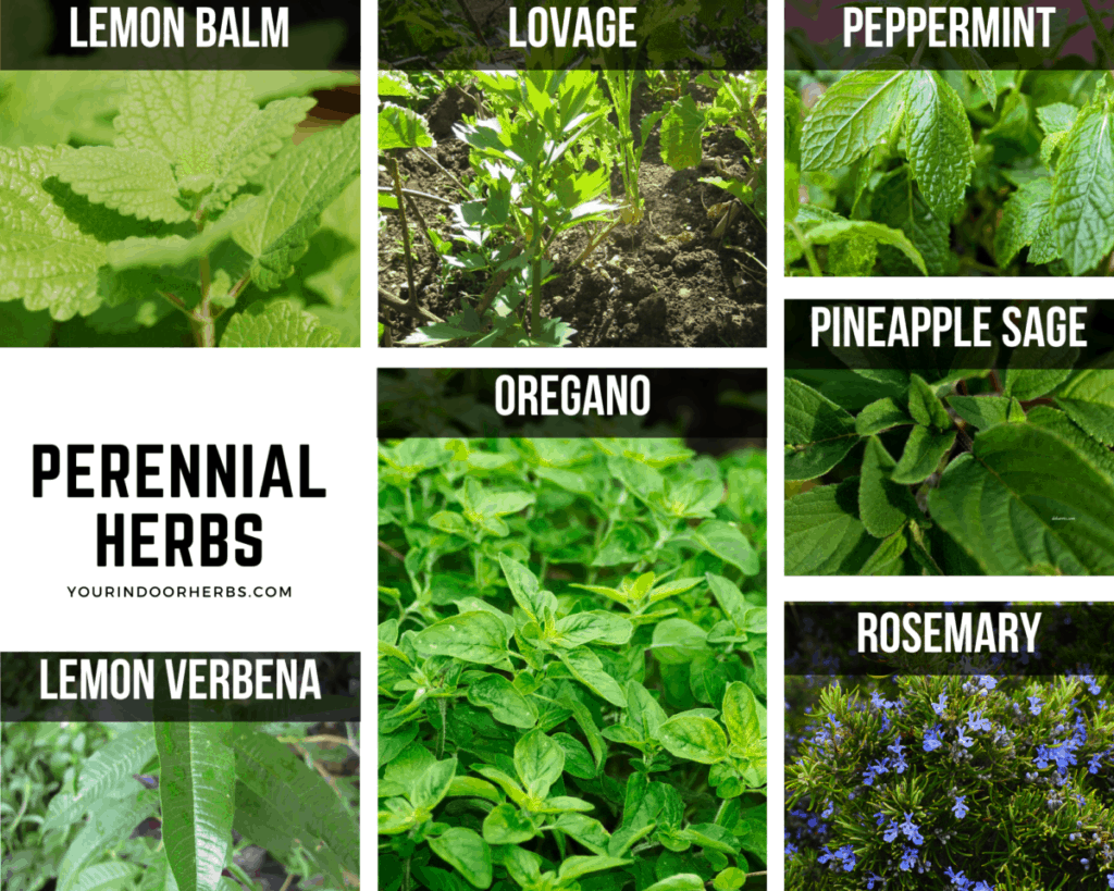 How Long Do Your Herbs Last? Perennial VS Annual – Your Indoor Herbs