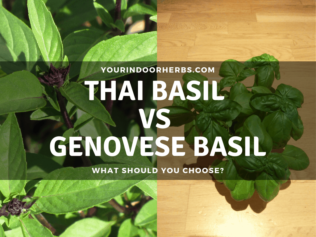Thai Basil VS Genovese 