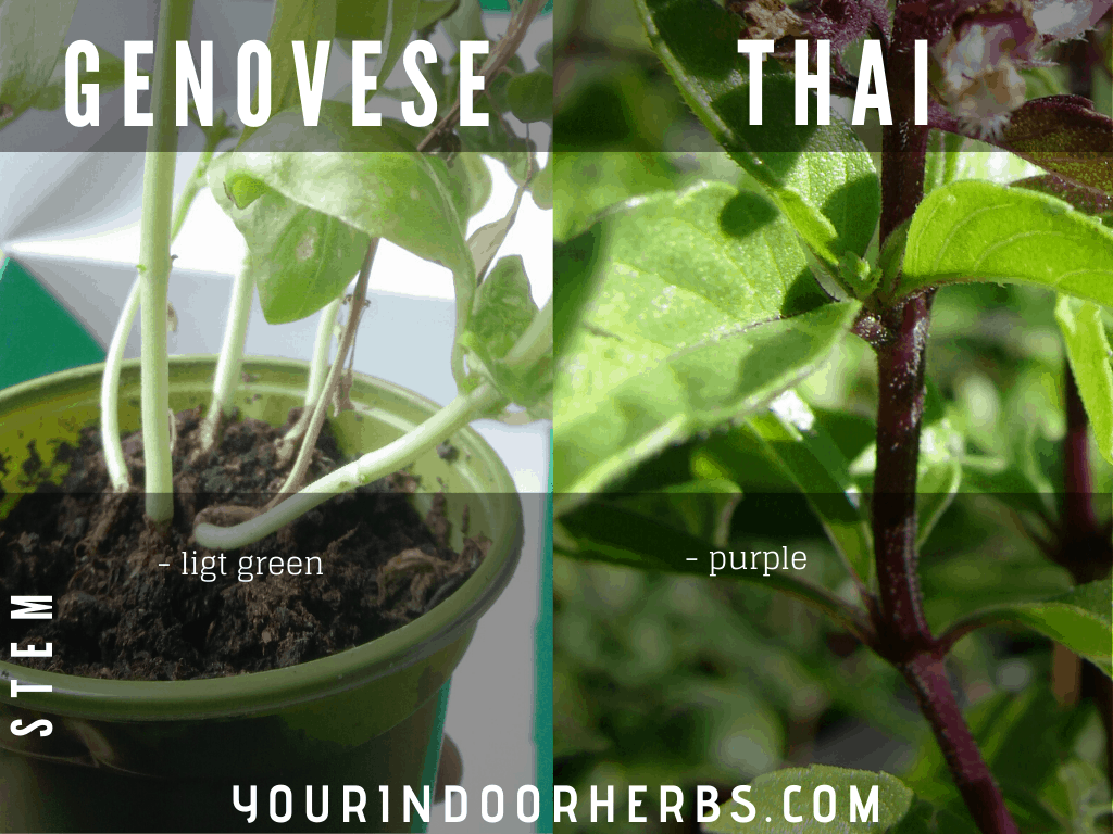 Thai Basil vs Basil 4 Differences (with Photo) Your Indoor Herbs
