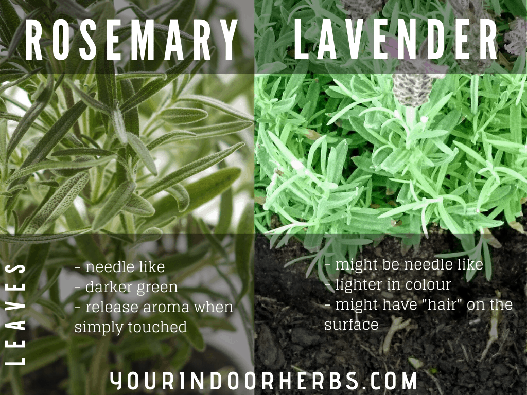 rosemary vs lavender seedlings
