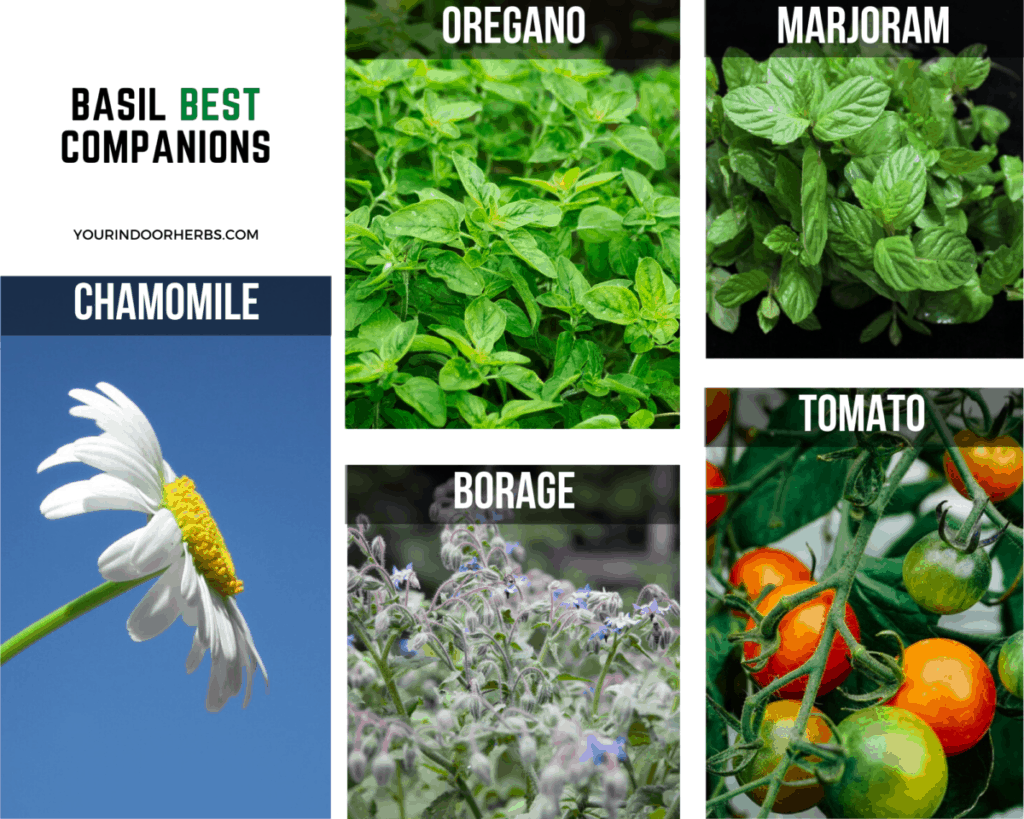 Companions to Grow Next Your Basil: the Best and the Worst (with Tips