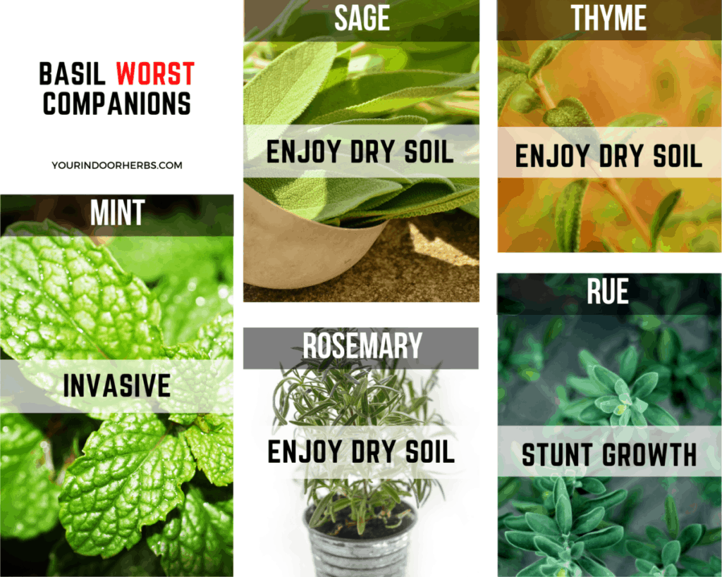 Companions to Grow Next Your Basil: the Best and the Worst (with Tips