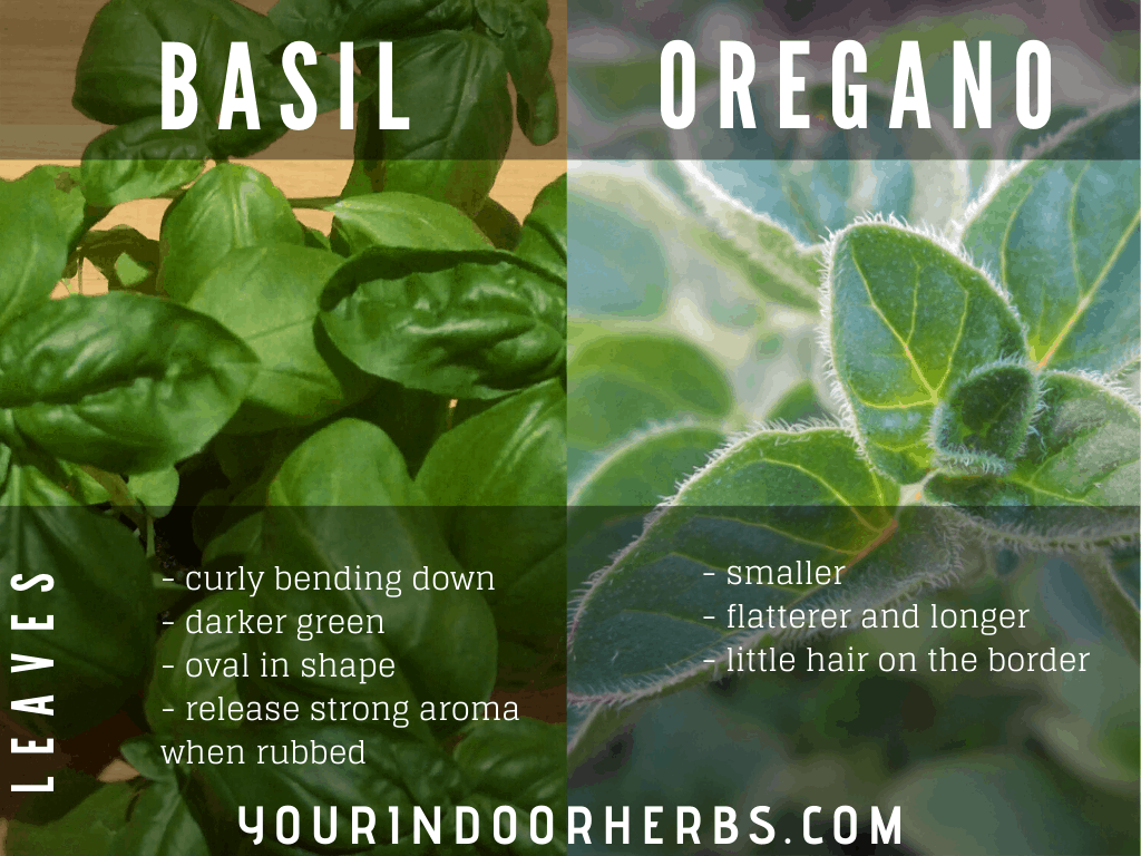 Basil vs Oregano the 5 Differences (with Photos) Your Indoor Herbs