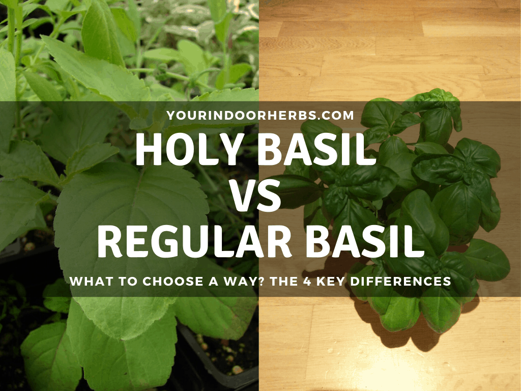 Holy Basil Vs Basil Apperances Recipes Taste And Life Span Your Indoor Herbs