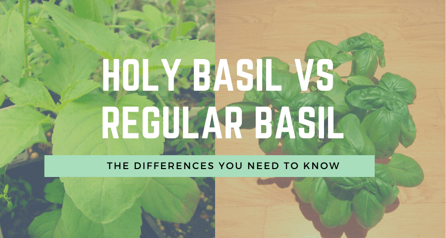 holy-basil-vs-basil-apperances-recipes-taste-and-life-span-your