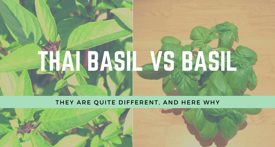 Thai Basil Vs BAsil 