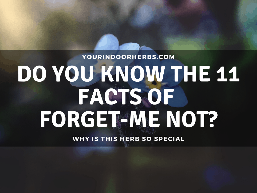 11 Facts On Forget Me Not With Pictures Your Indoor Herbs