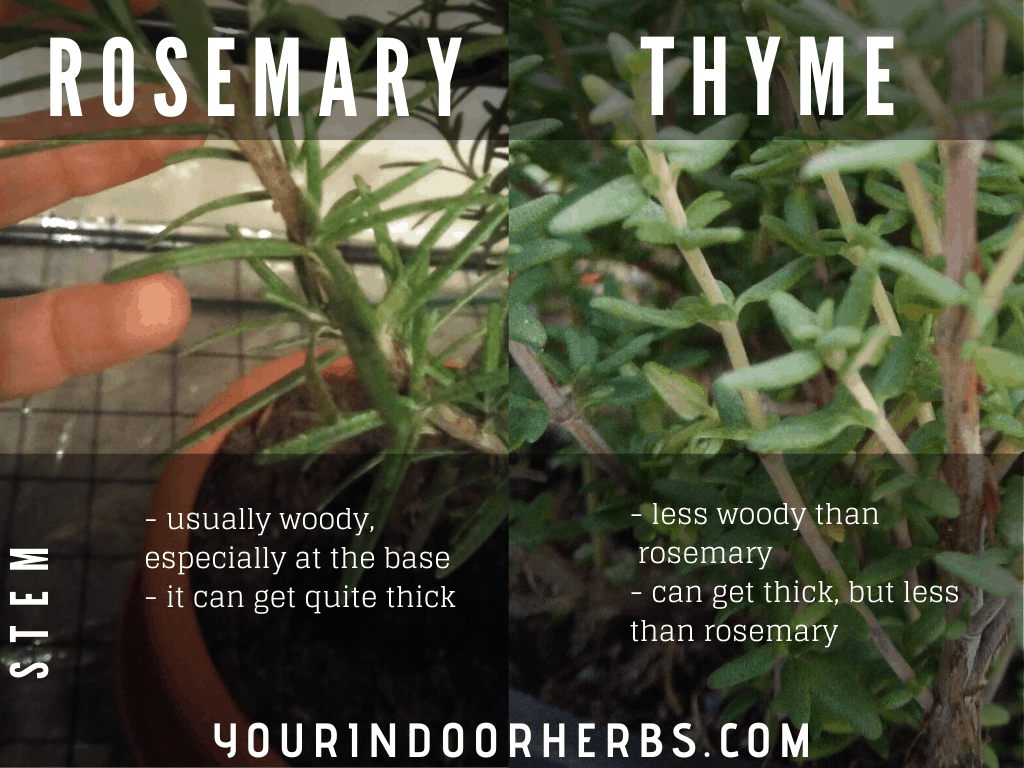 rosemary vs lavender seedlings