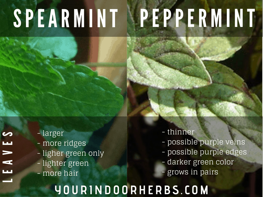 spearmint vs peppermint