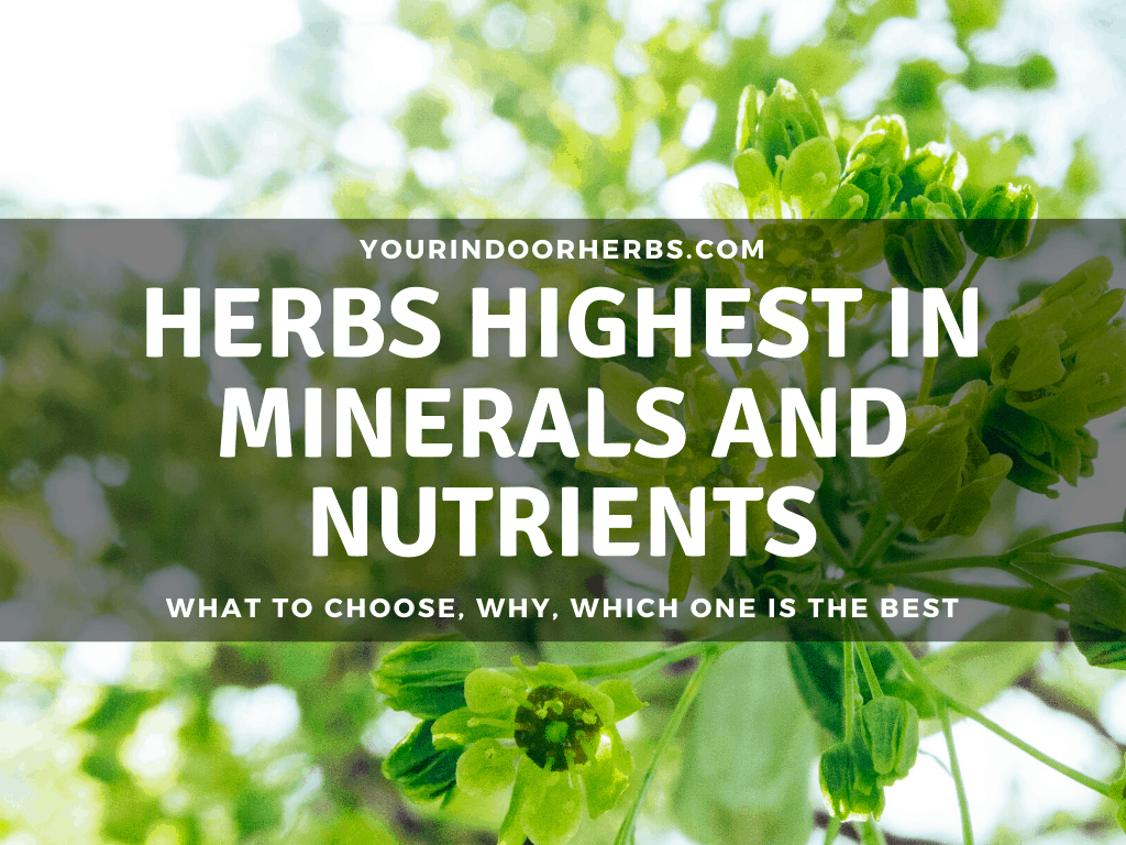 Full List Of Herbs With The Most Vitamins And Minerals | Your Indoor ...