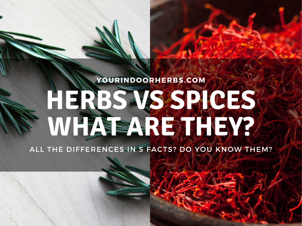 Comparing Herbs And Spices 5 Differences 3 Similarities Your 