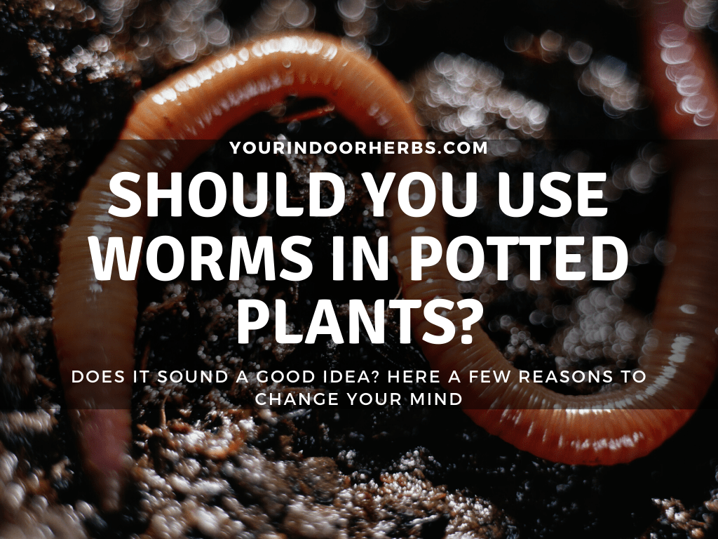 Worm in Potted Plant Your Indoor Herbs and Garden