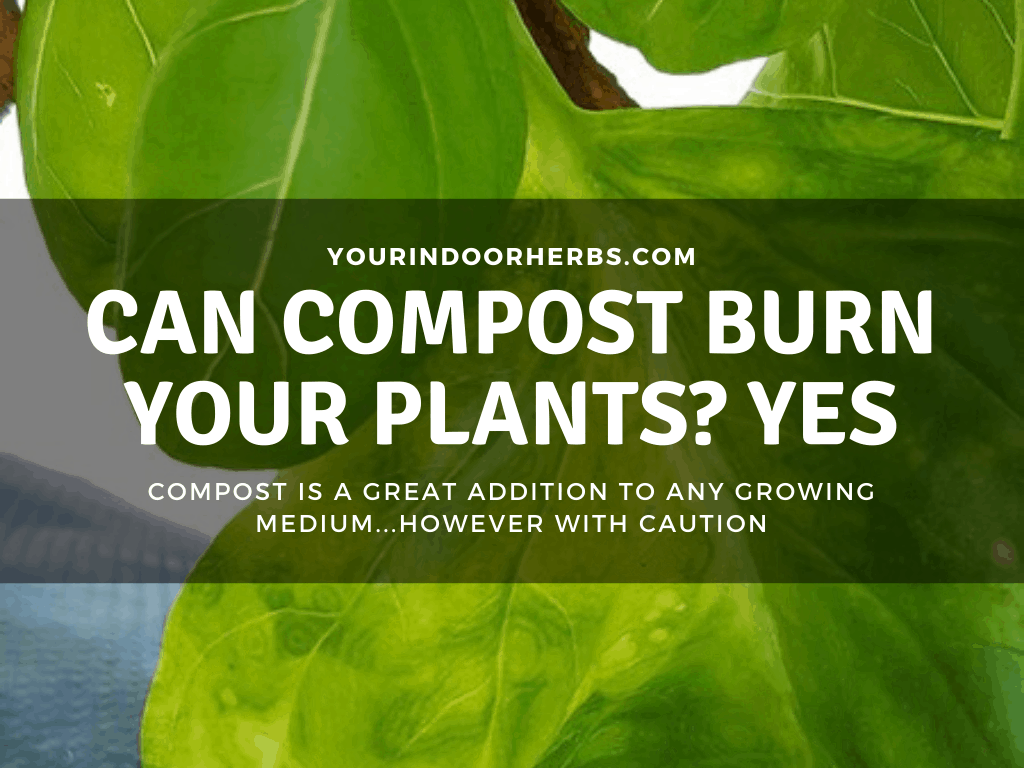 Can Compost Burn Your Plants? Yes, in These 3 Cases – Your Indoor Herbs