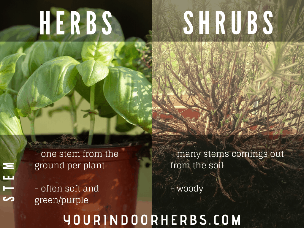 Herbs vs Shrubs Stems (1) Your Indoor Herbs and Garden