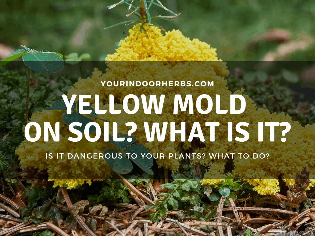 What is That Yellow Mold On Your Soil? What To Do? - Your ...