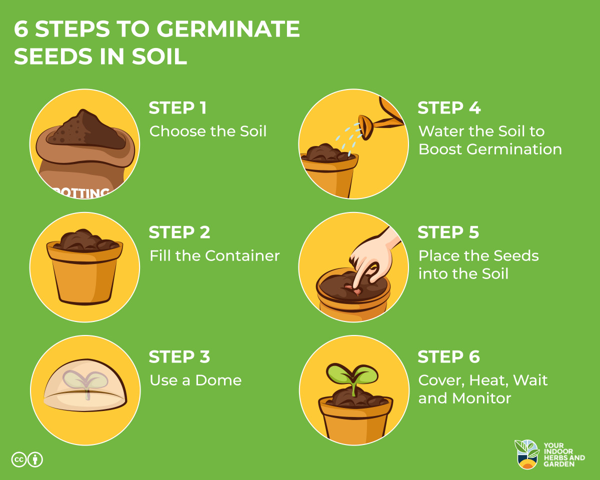 6 Steps to Germinate Seeds in Soil Easy [Our Experience] Your Indoor