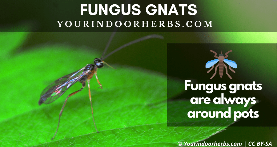 Getting Rid of The Fungus Gnats? 6 Organic Ways