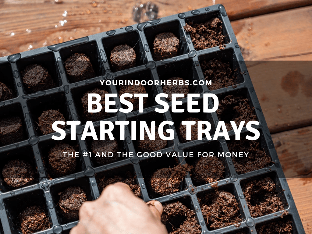 best-seed-starting-tray-for-germination-success-your-indoor-herbs