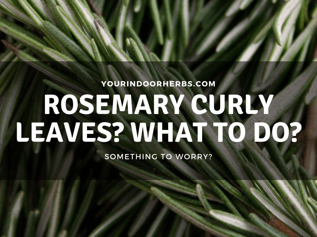 Curly Rosemary Leaves? Why and How to Treat It (3 Ways) – Your Indoor Herbs