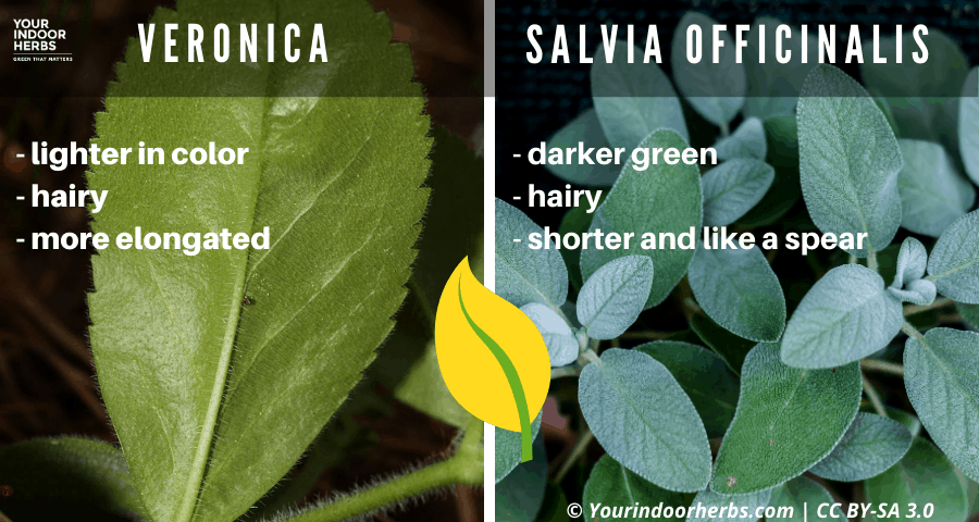 Saliva Vs Veronica Leaf Your Indoor Herbs And Garden