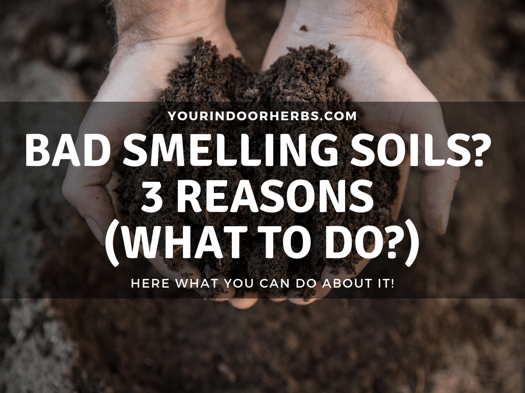 Why Does Your Soil Smell Bad? 3 Reasons [and 9 Solutions] Your Indoor