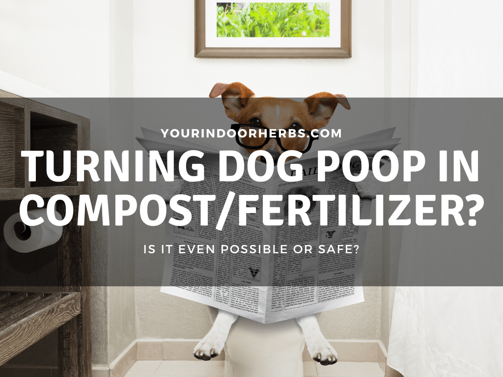 Can You Use Dog Poop as Fertilizer or Compost? How, Why? – Your Indoor