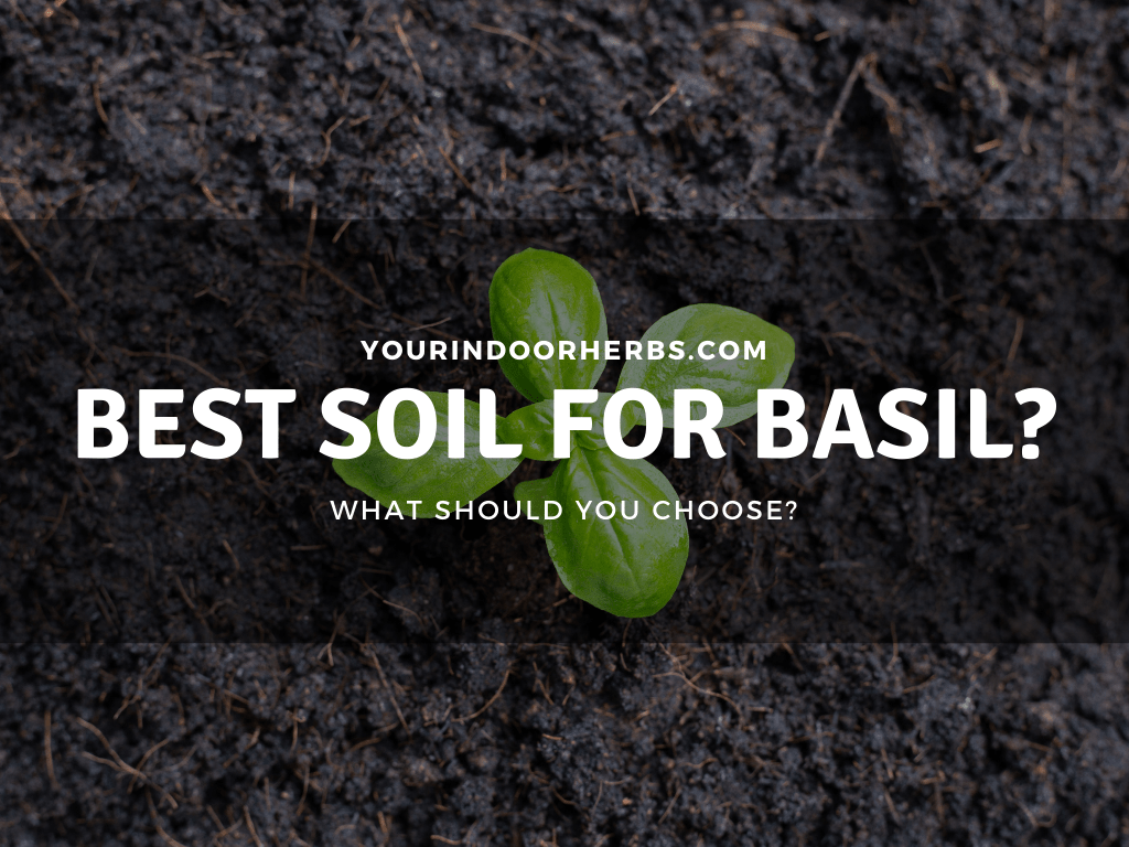 Best Soil For Basil Checklist and Mistakes Your Indoor Herbs