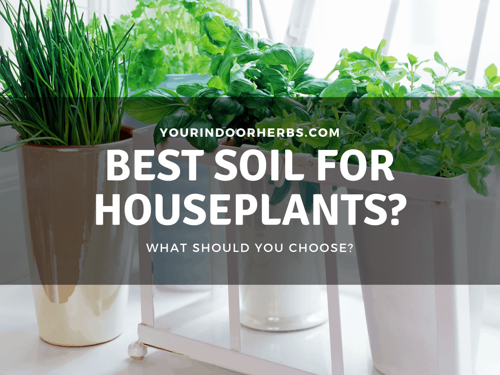 Best Soil For Houseplants - Your Indoor Herbs