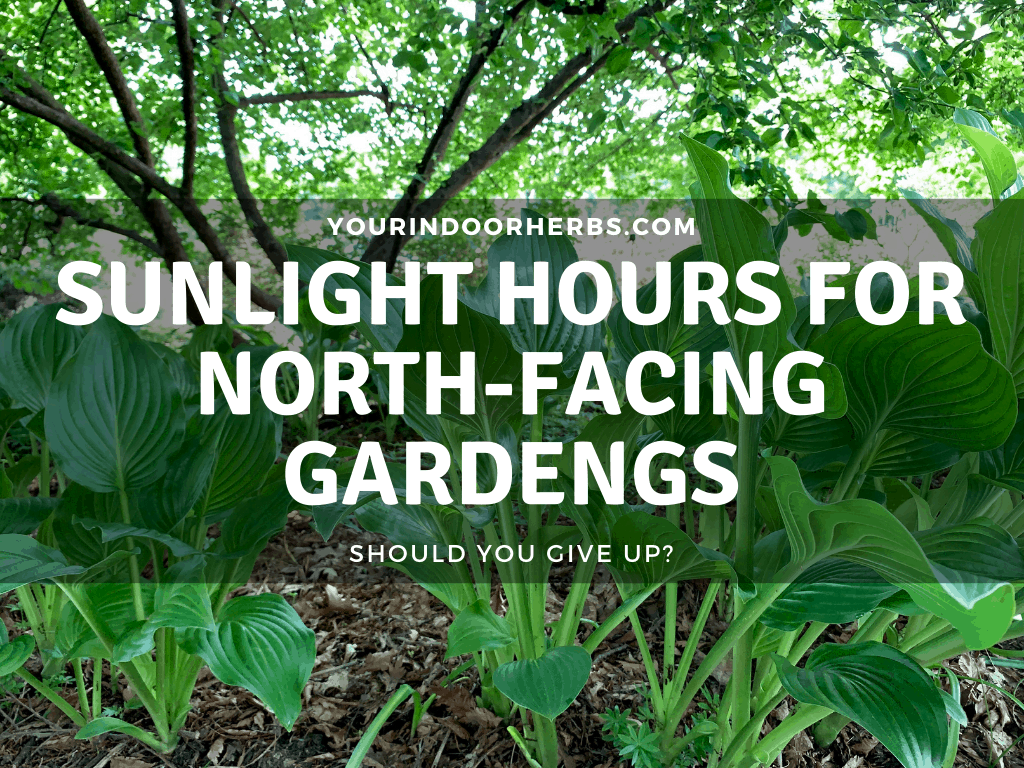 Hours of Sunlight For a North-Facing Garden (How To Improve) – Your