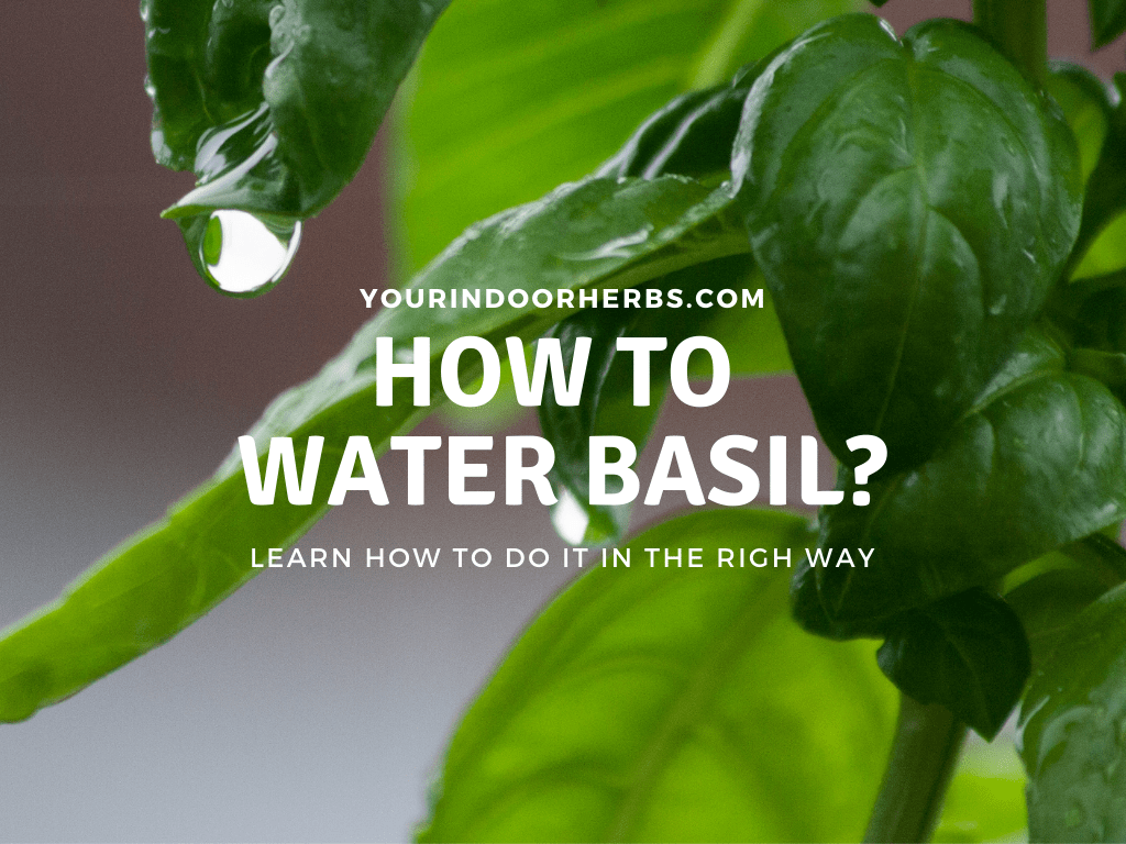 How To Water An Indoor Basil The Right Way [2 Gold Tips] – Your Indoor