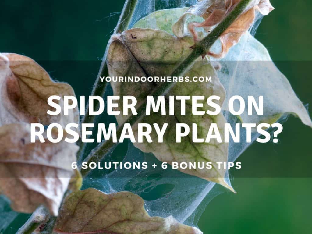 How To Get Rid Of Spider Mites On Rosemary 6 Solutions And 6 Tips