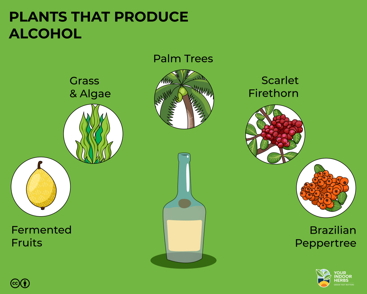 plants-that-produce-alcohol-infographic-your-indoor-herbs-and-garden