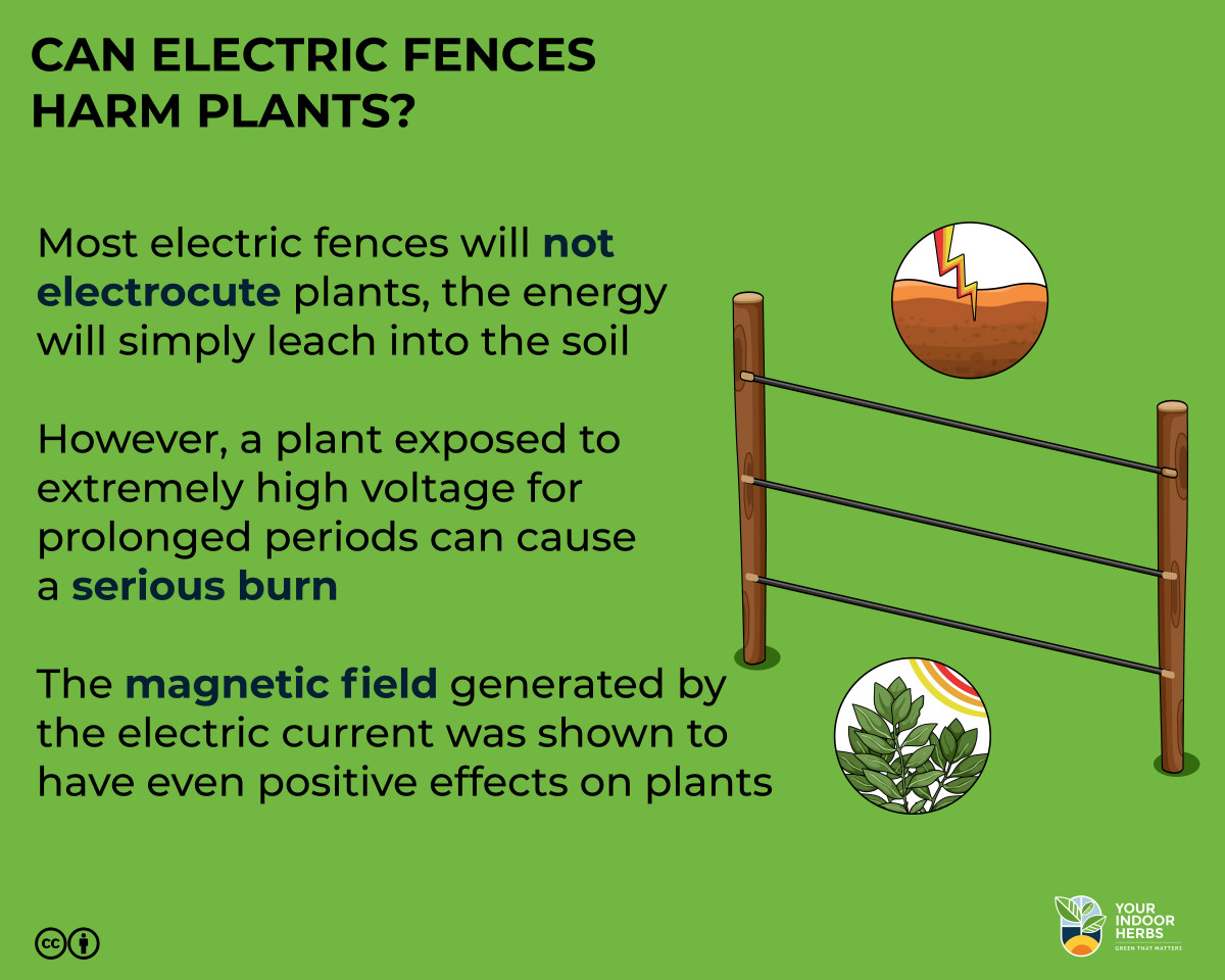 can touching an electric fence kill you