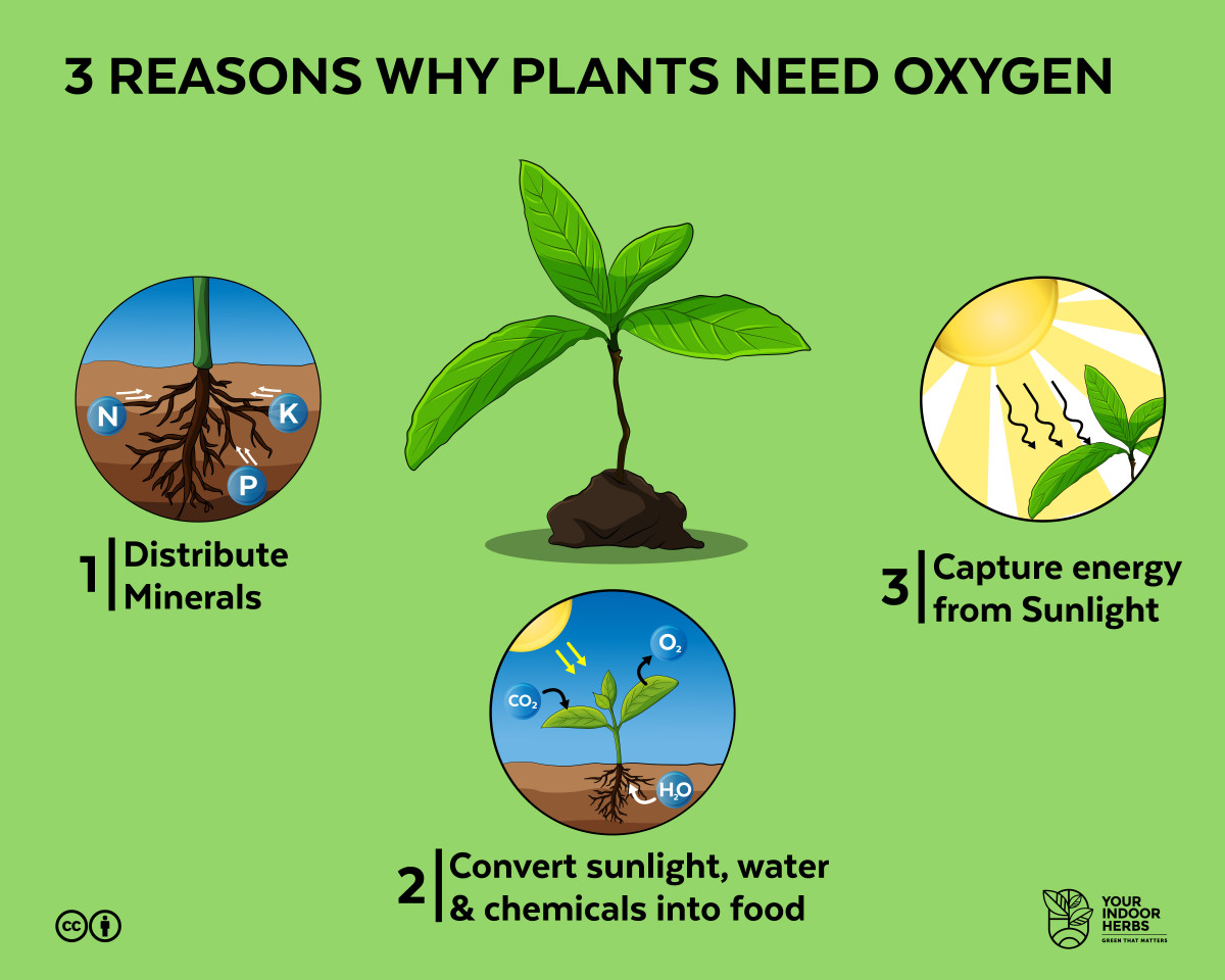 How Much Oxygen Do Iloilo City Trees Release - vrogue.co