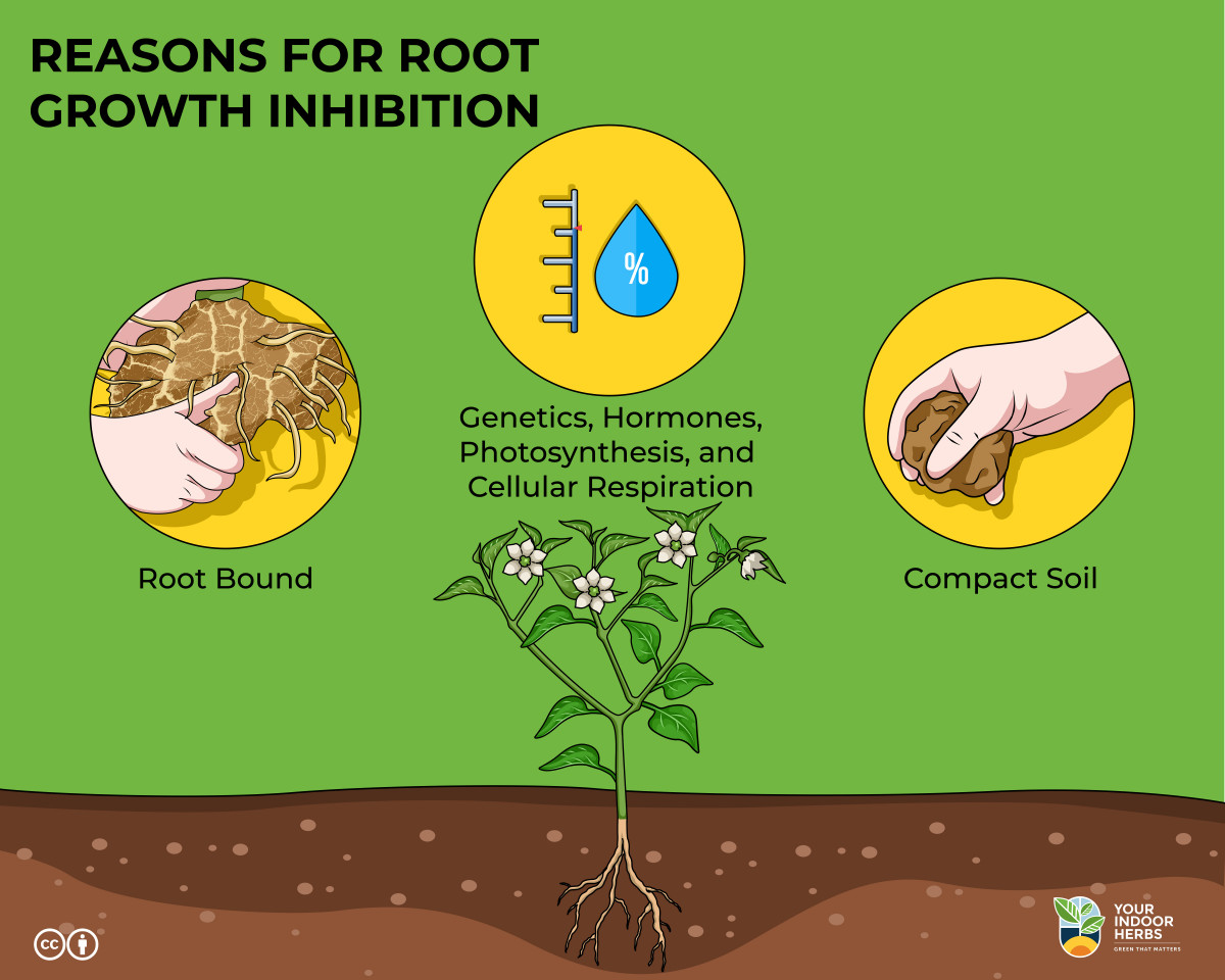 Do Roots Grow During Flowering? | Your Indoor Herbs and Garden