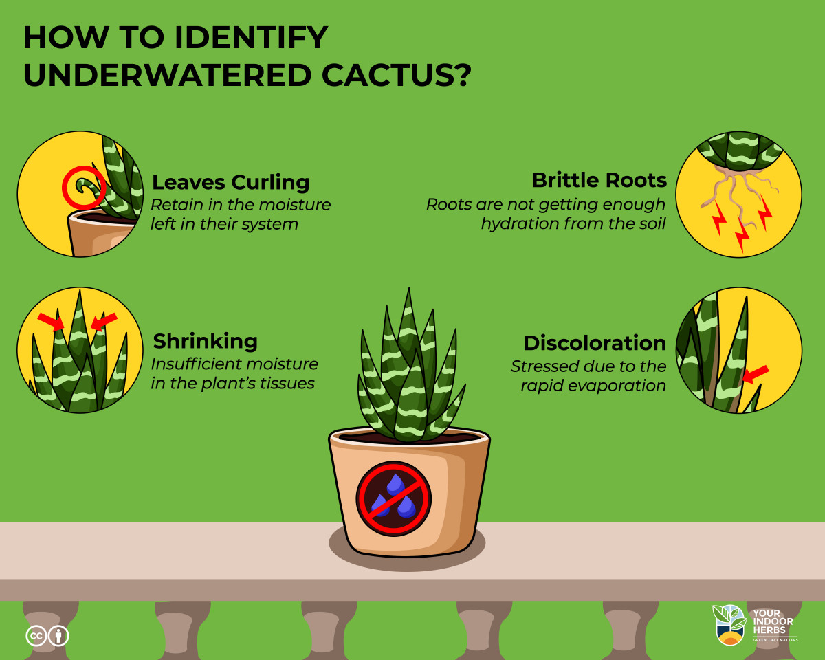 can-cacti-survive-without-water-how-long-4-signs-experiment-your