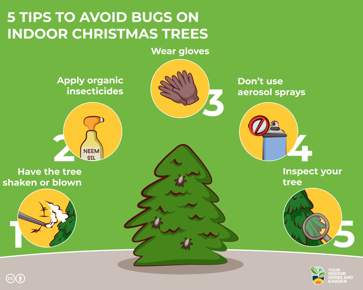 Bugs on Christmas Trees? [Which Ones and How To Remove Them] Your