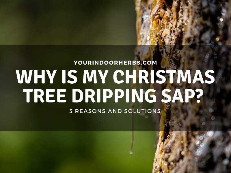 why-is-my-christmas-tree-dripping-sap-how-to-remove-it-your