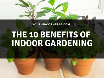 Top 10 Reasons to Start Indoor Gardening | Your Indoor Herbs and Garden