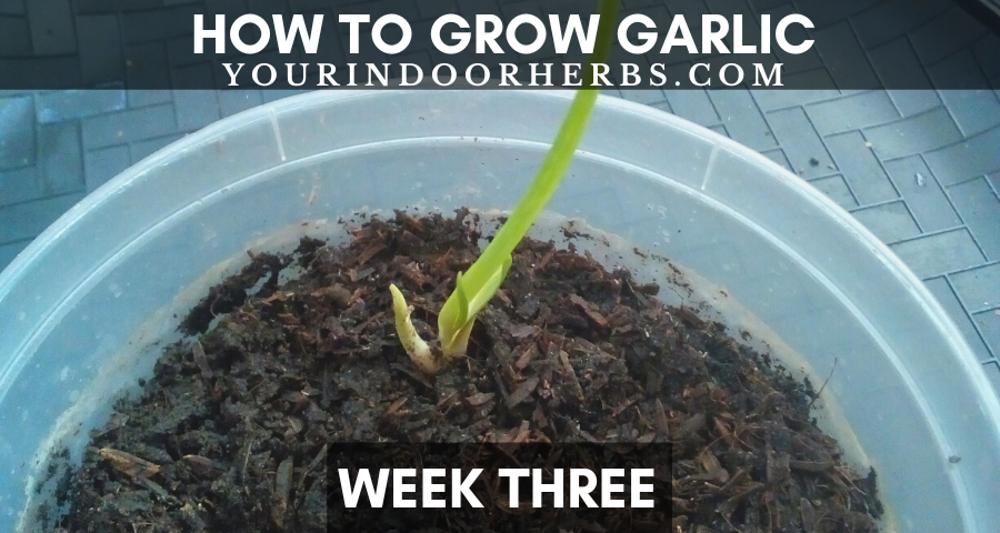 How To Grow Garlic At Home We Did It For You Your Indoor Herbs And