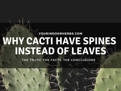 Why Do Cacti Have Spines Instead of Leaves? (4 Reasons!) | Your Indoor