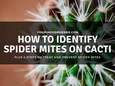 4 Signs of Spider Mites on Cacti (The Cause and Fixes!) | Your Indoor ...